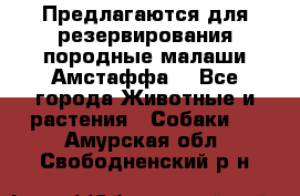 Предлагаются для резервирования породные малаши Амстаффа  - Все города Животные и растения » Собаки   . Амурская обл.,Свободненский р-н